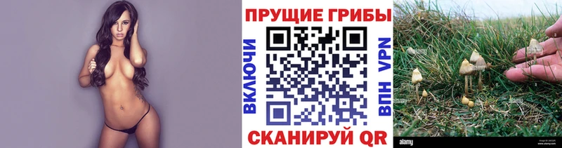 площадка официальный сайт  Горняк  Псилоцибиновые грибы Psilocybine cubensis 